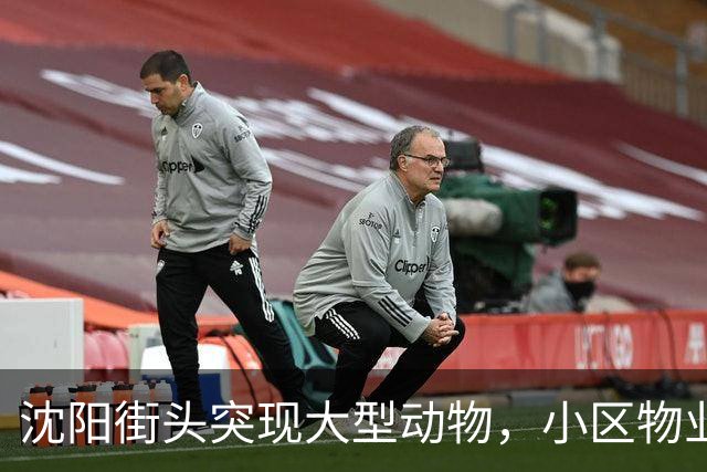 沈阳街头突现大型动物，小区物业：疑似野猪，应该还路过了很多小区，多方正寻找处置